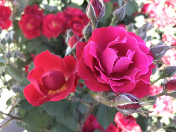 1550021777082044367.jpg 004綻放 工程技術研究總院 許琨 攝.jpg